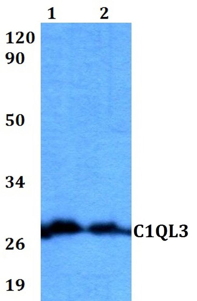 C1QL3 Antibody in Western Blot (WB)