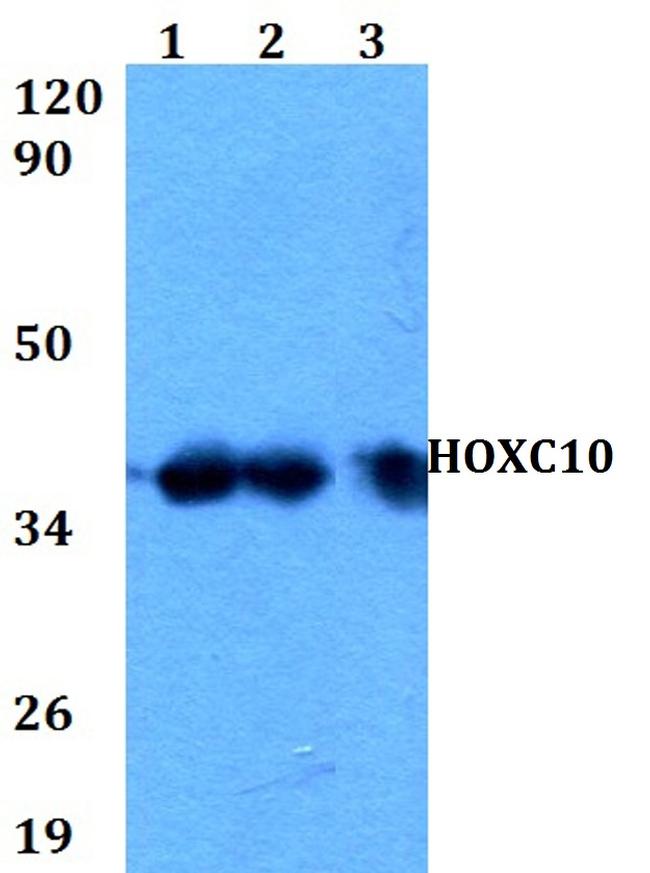 HOXC10 Antibody in Western Blot (WB)