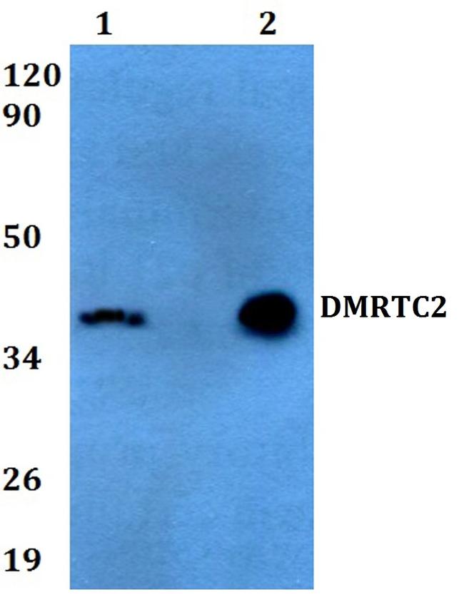 DMRTC2 Antibody in Western Blot (WB)