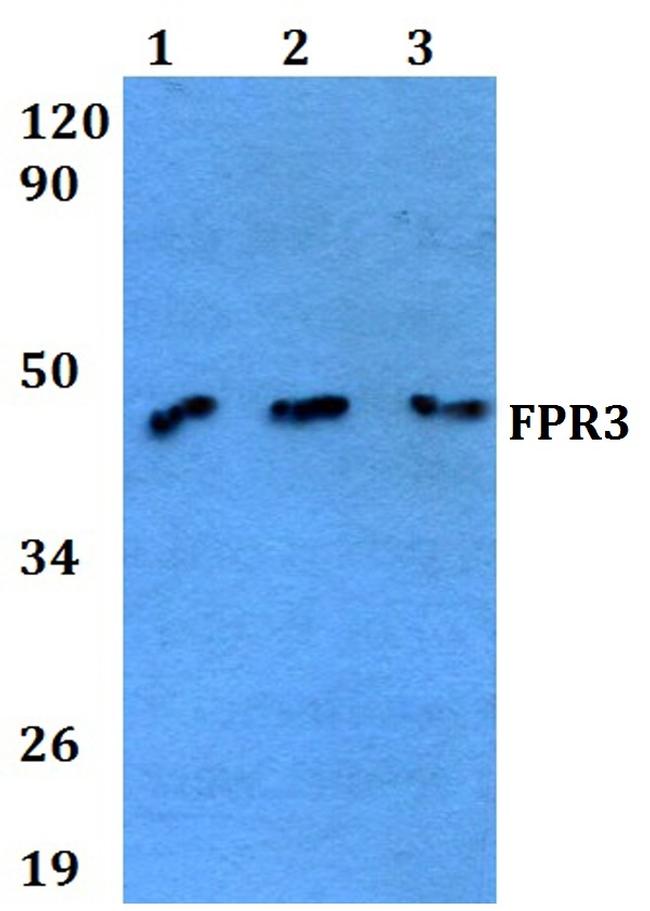 FPR3 Antibody in Western Blot (WB)