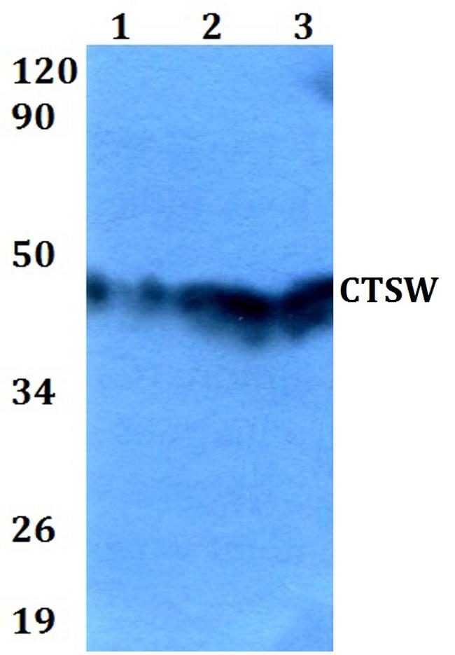 CTSW Antibody in Western Blot (WB)