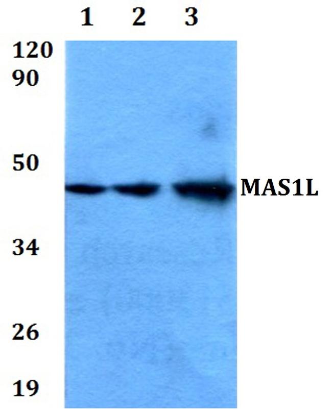 MAS1L Antibody in Western Blot (WB)