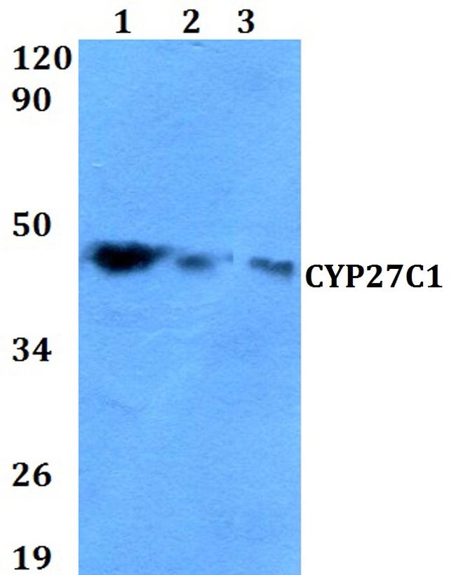 CYP27C1 Antibody in Western Blot (WB)