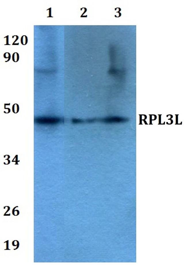 RPL3L Antibody in Western Blot (WB)