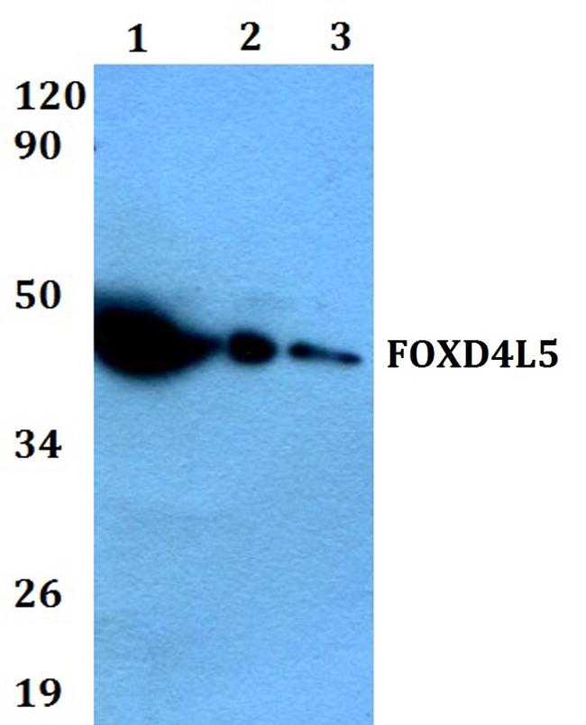 FOXD4L5 Antibody in Western Blot (WB)