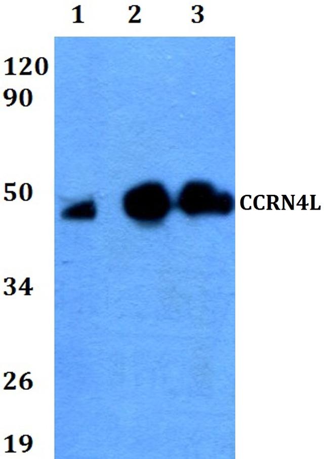 CCRN4L Antibody in Western Blot (WB)