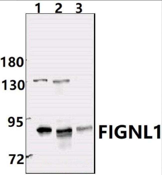 FIGNL1 Antibody in Western Blot (WB)