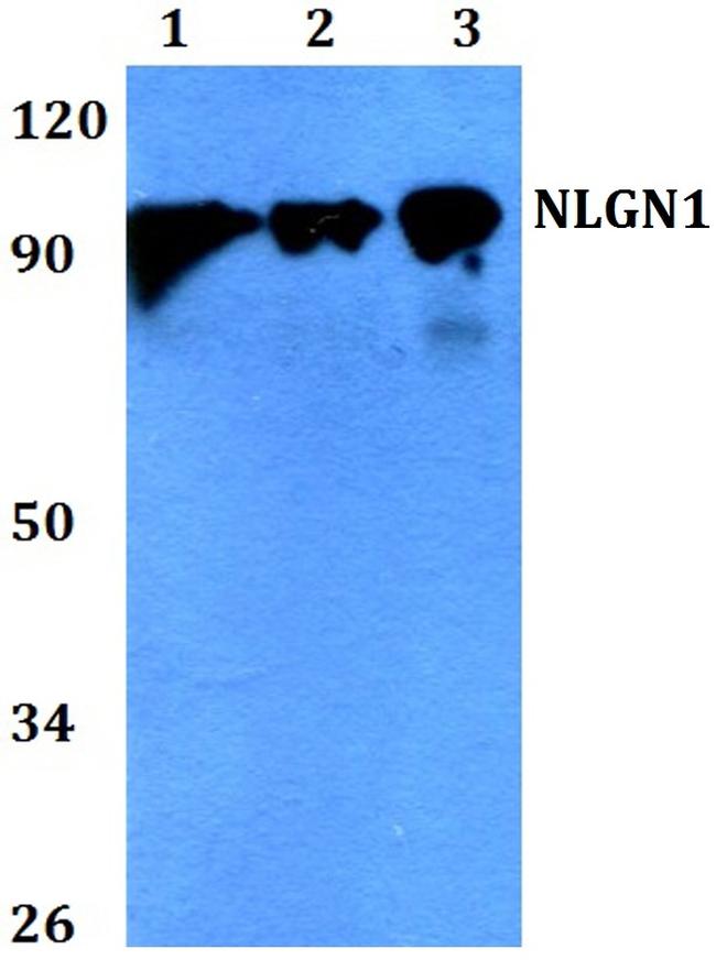 Neuroligin 1 Antibody in Western Blot (WB)