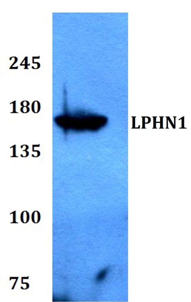 LPHN1 Antibody in Western Blot (WB)