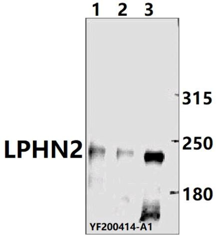 LPHN2 Antibody in Western Blot (WB)