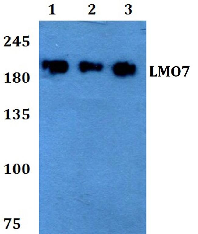 LMO7 Antibody in Western Blot (WB)