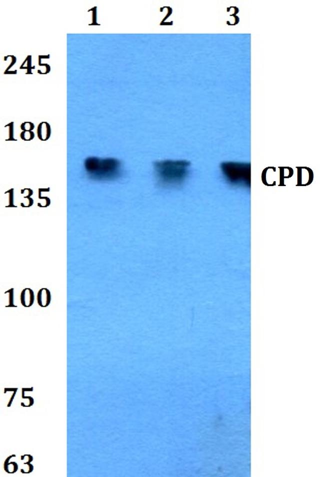 Carboxypeptidase D Antibody in Western Blot (WB)
