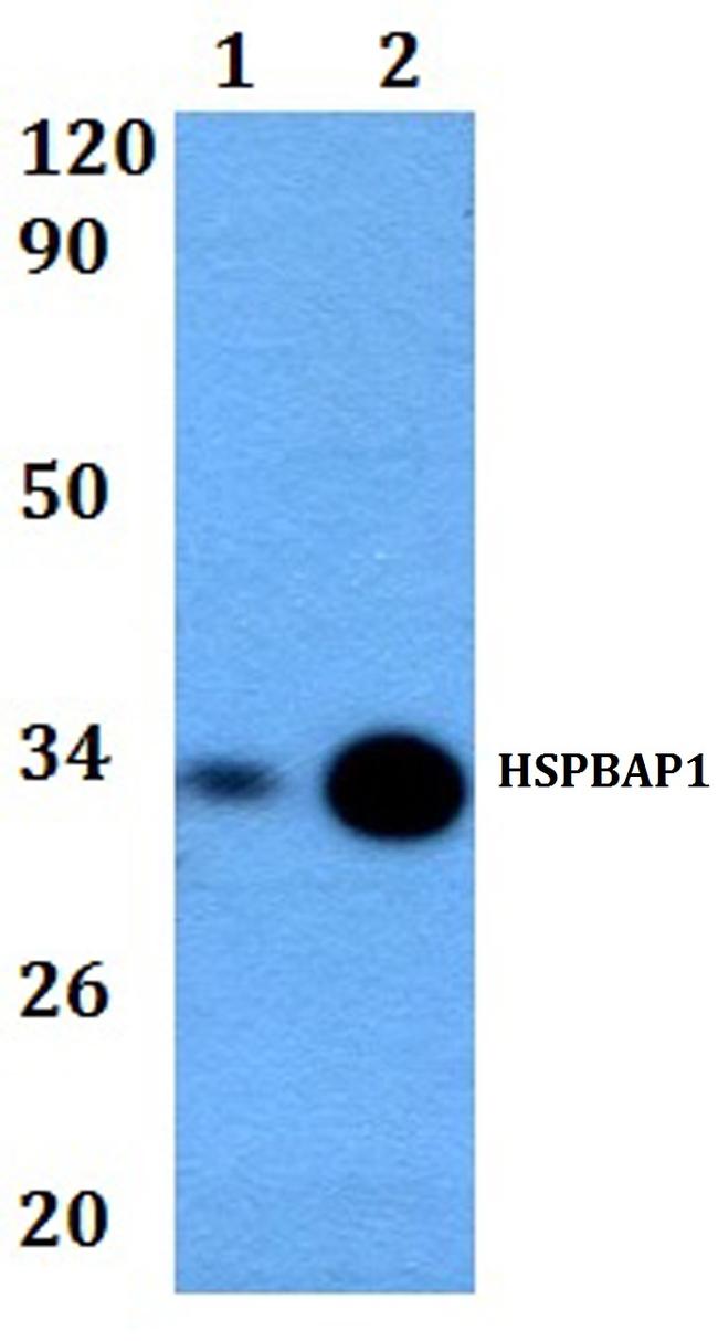 HSPBAP1 Antibody in Western Blot (WB)