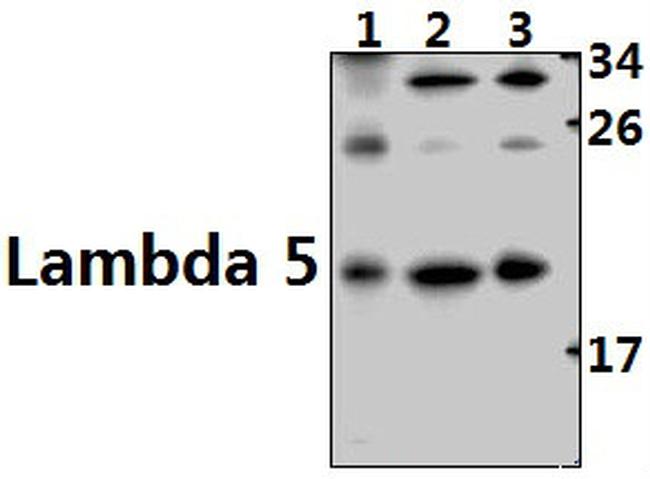 CD179b Antibody in Western Blot (WB)