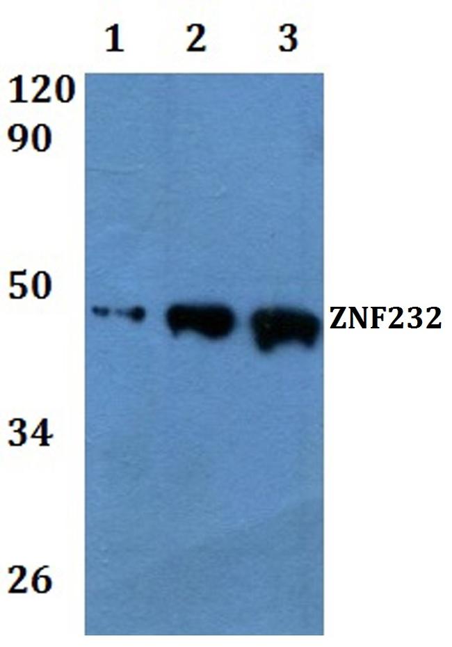 ZNF232 Antibody in Western Blot (WB)