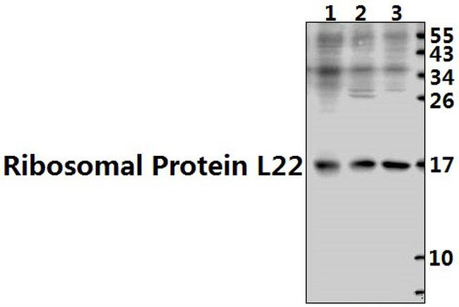 RPL22 Antibody in Western Blot (WB)