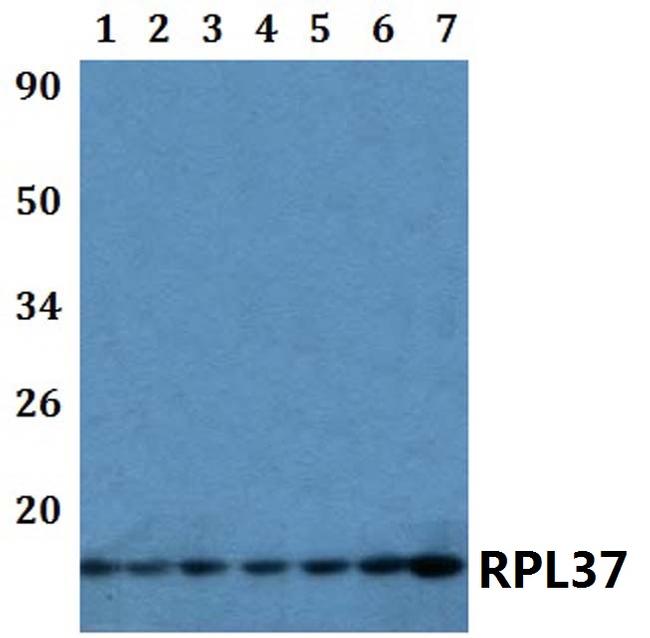 RPL37 Antibody in Western Blot (WB)