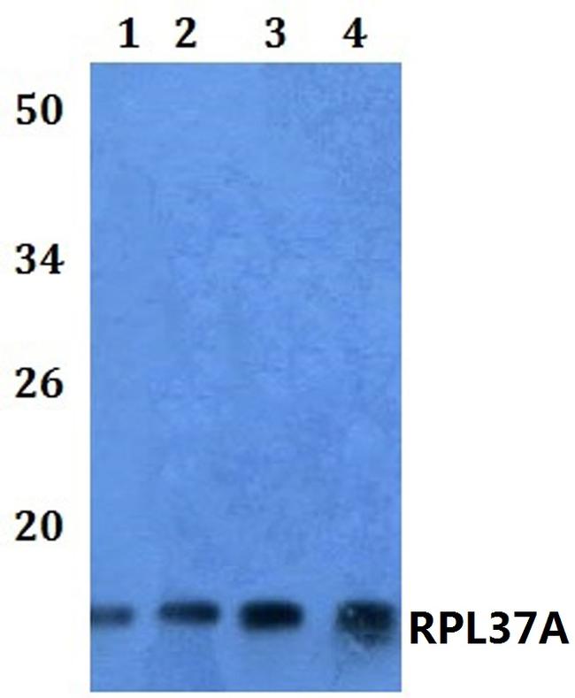 RPL37A Antibody in Western Blot (WB)