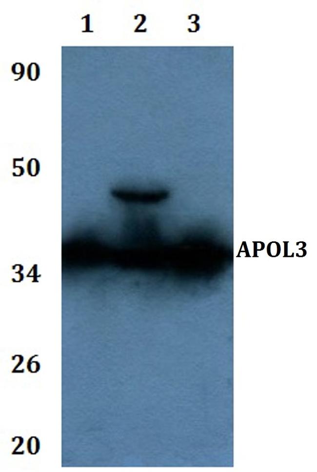 Apolipoprotein L3 Antibody in Western Blot (WB)