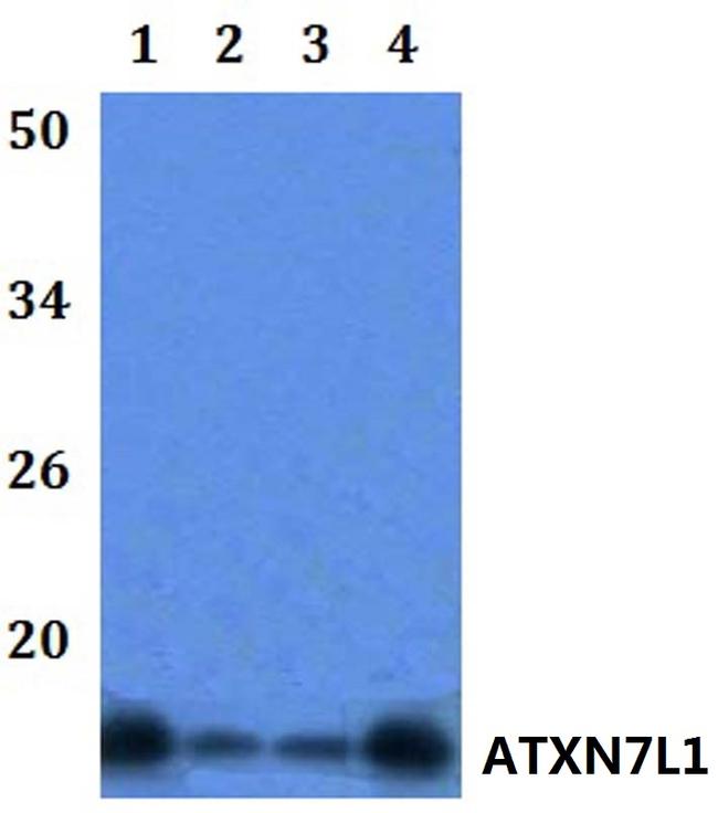 ATXN7L1 Antibody in Western Blot (WB)