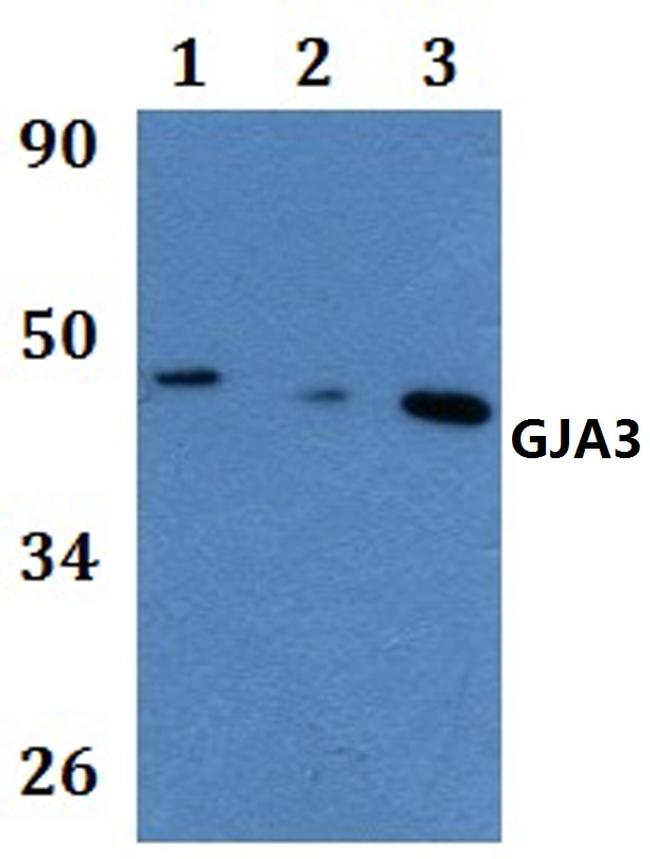 Connexin 46 Antibody in Western Blot (WB)