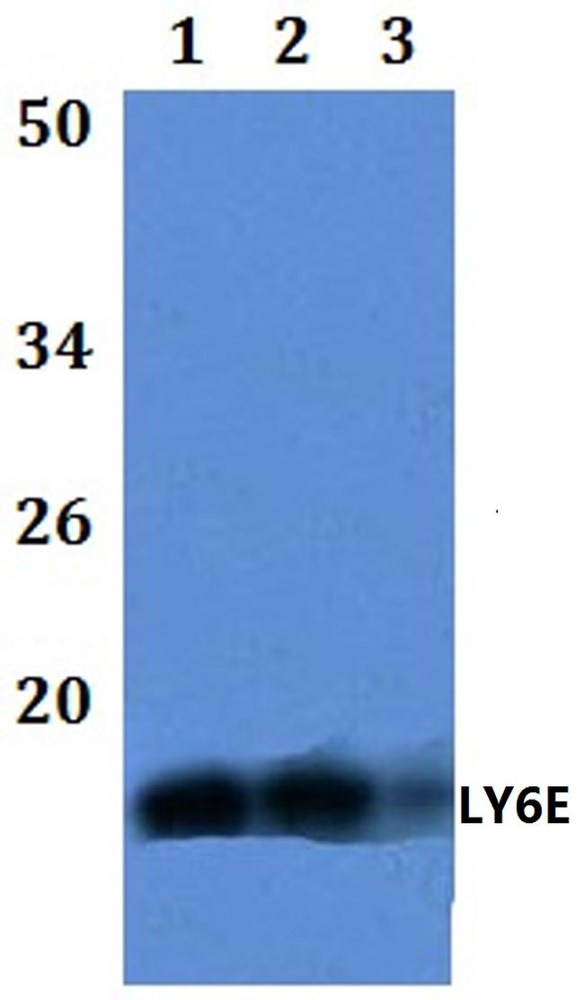 Ly-6E Antibody in Western Blot (WB)