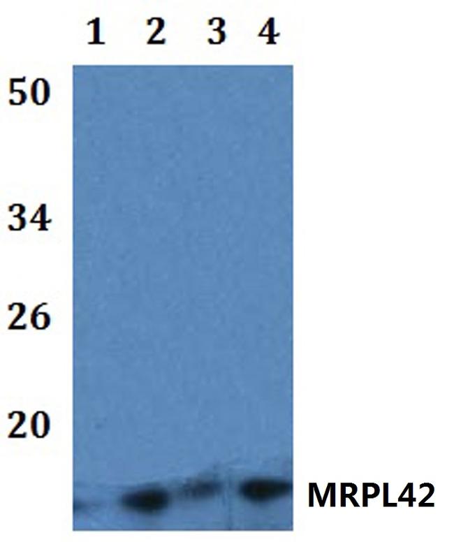 MRPL42 Antibody in Western Blot (WB)