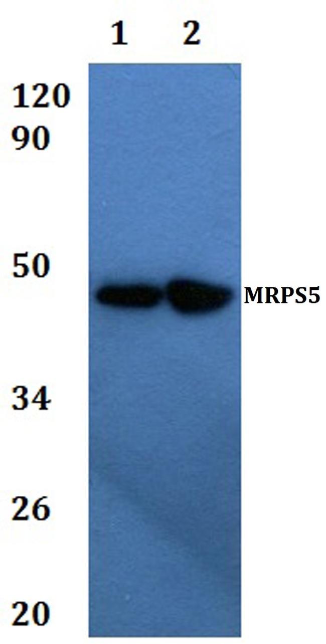 MRPS5 Antibody in Western Blot (WB)