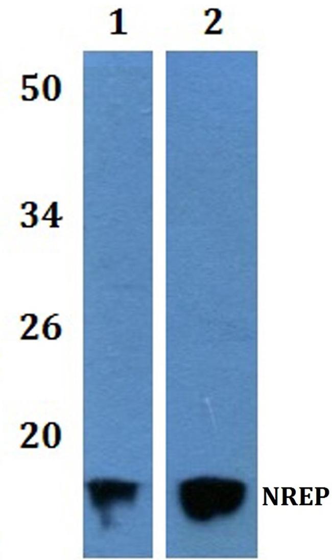 NREP Antibody in Western Blot (WB)