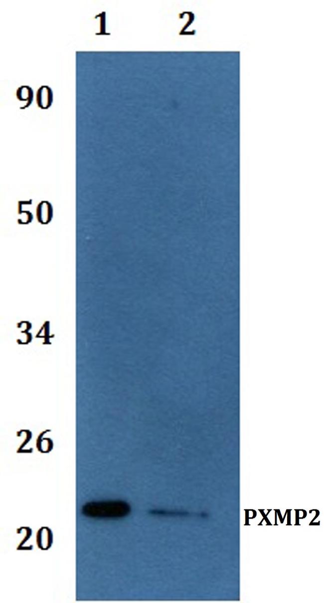 PXMP2 Antibody in Western Blot (WB)