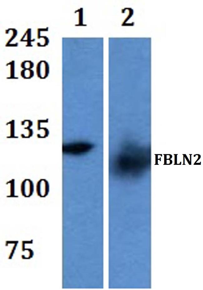 Fibulin 2 Antibody in Western Blot (WB)