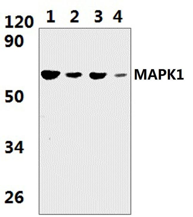 MAPK15 Antibody in Western Blot (WB)