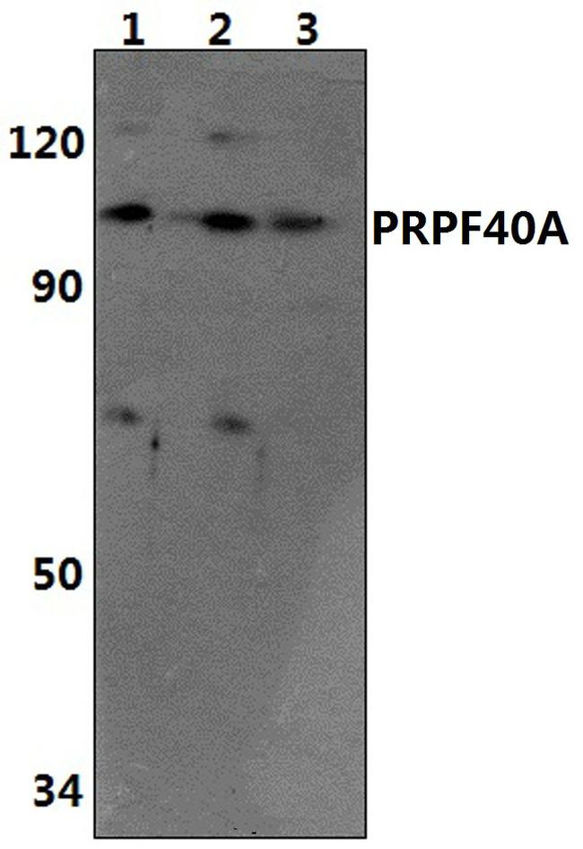 PRPF40A Antibody in Western Blot (WB)