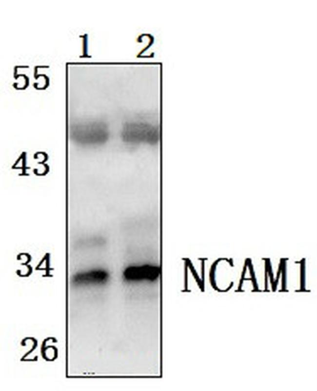 FGF5 Antibody in Western Blot (WB)