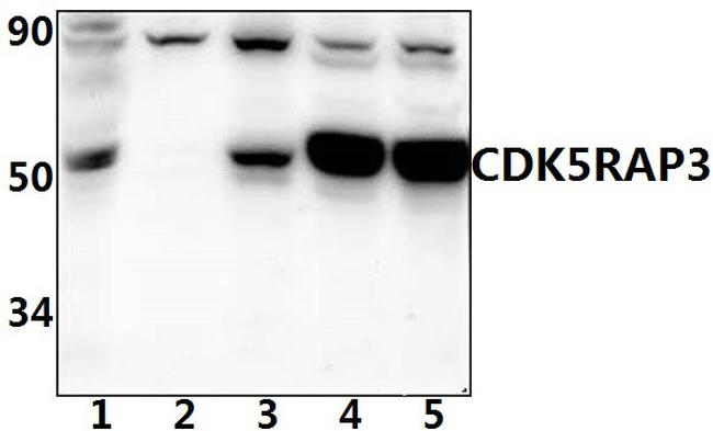 CCR11 Antibody in Western Blot (WB)