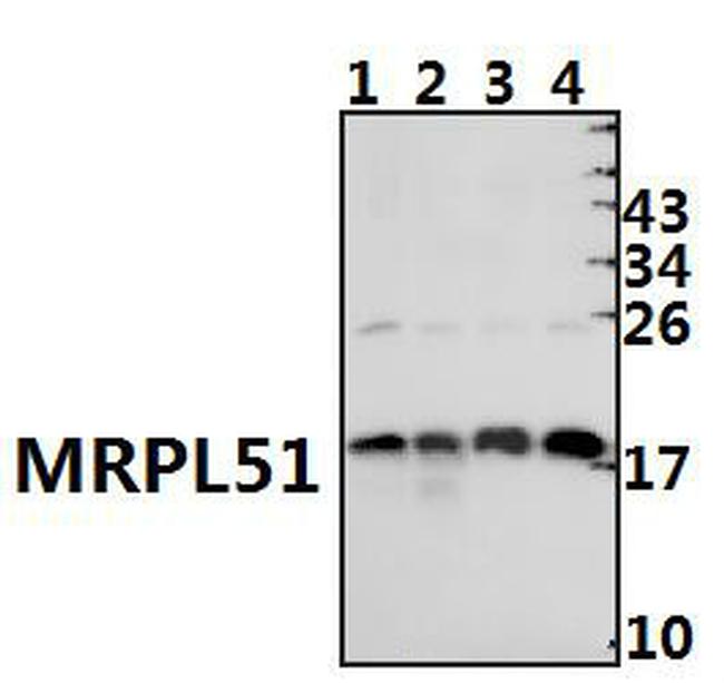 MRPL51 Antibody in Western Blot (WB)