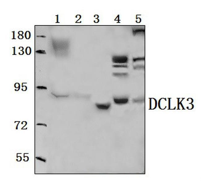 DCLK3 Antibody in Western Blot (WB)