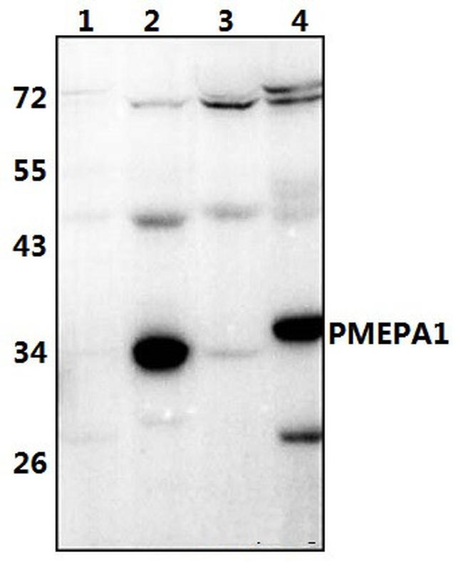 PMEPA1 Antibody in Western Blot (WB)