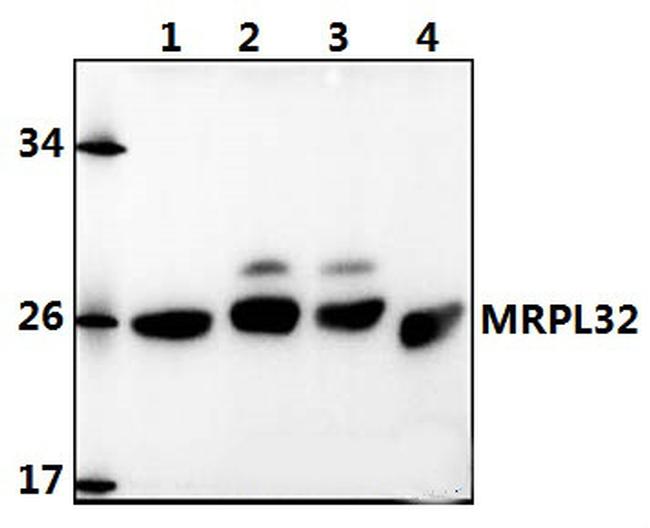 MRPL32 Antibody in Western Blot (WB)
