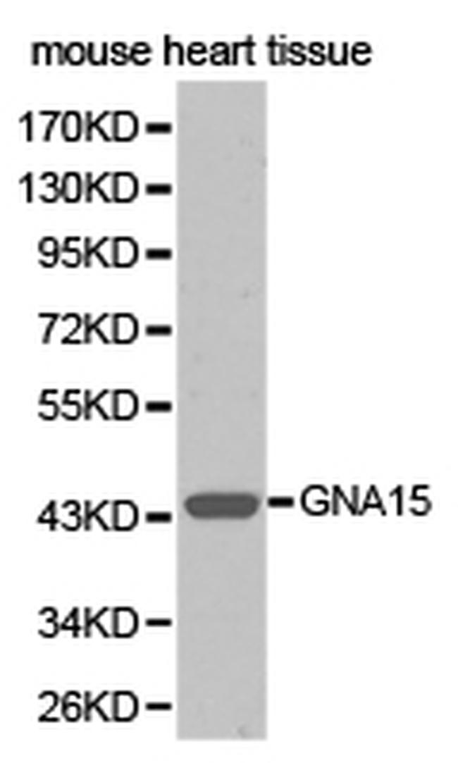 GNA15 Antibody in Western Blot (WB)