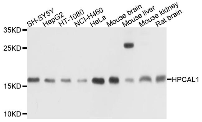 HPCAL1 Antibody in Western Blot (WB)