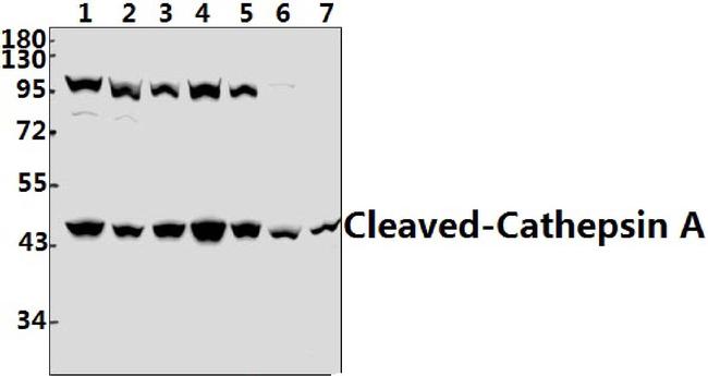Cathepsin A (Cleaved Arg326) Antibody in Western Blot (WB)