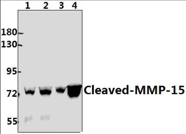 MMP15 (Cleaved Tyr132) Antibody in Western Blot (WB)