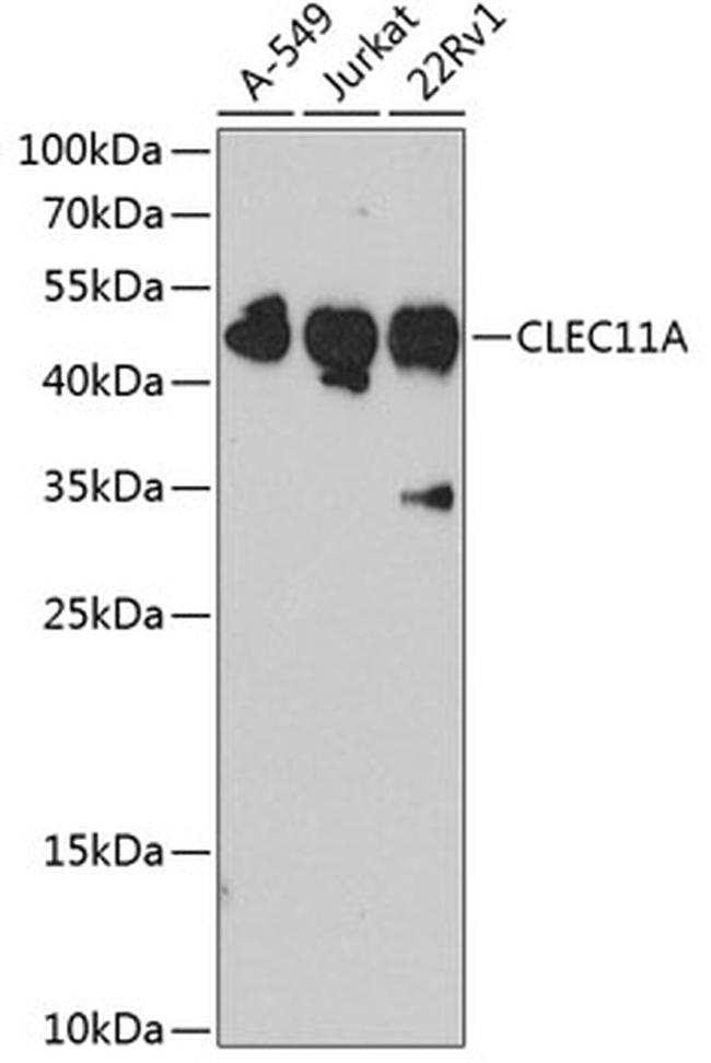 CLEC11A Antibody in Western Blot (WB)