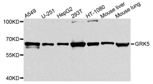 GPX7 Antibody in Western Blot (WB)