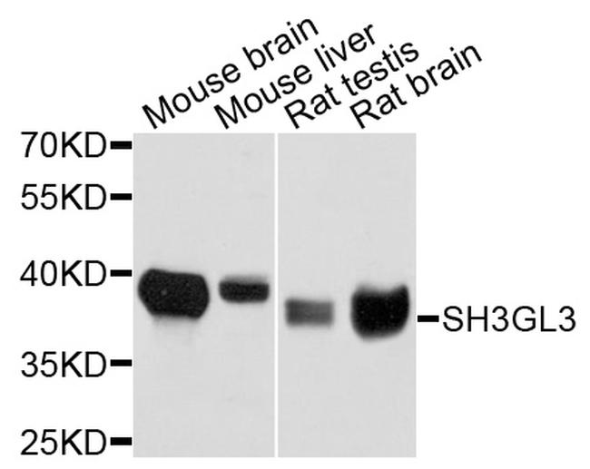 SH3GL3 Antibody in Western Blot (WB)