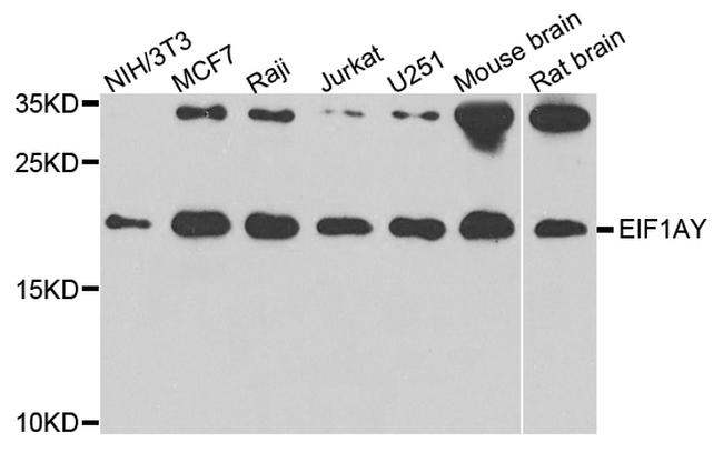 eIF1AY Antibody in Western Blot (WB)