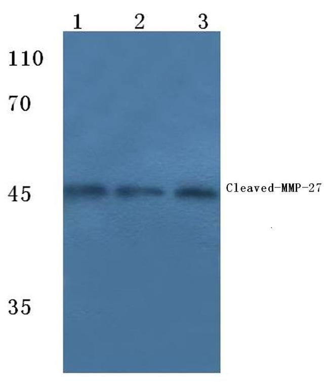MMP27 Antibody in Western Blot (WB)