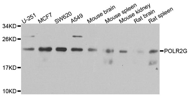 POLR2G Antibody in Western Blot (WB)