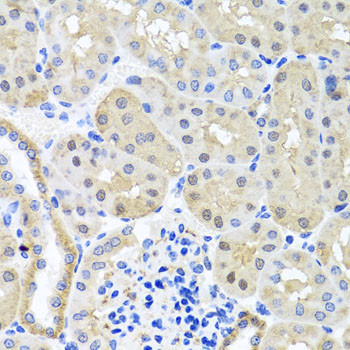 BSND Antibody in Immunohistochemistry (Paraffin) (IHC (P))